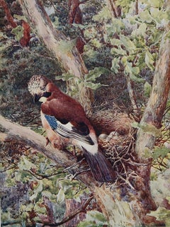 Large Original Antique Print of a Jay After G.E Collins, C.1910