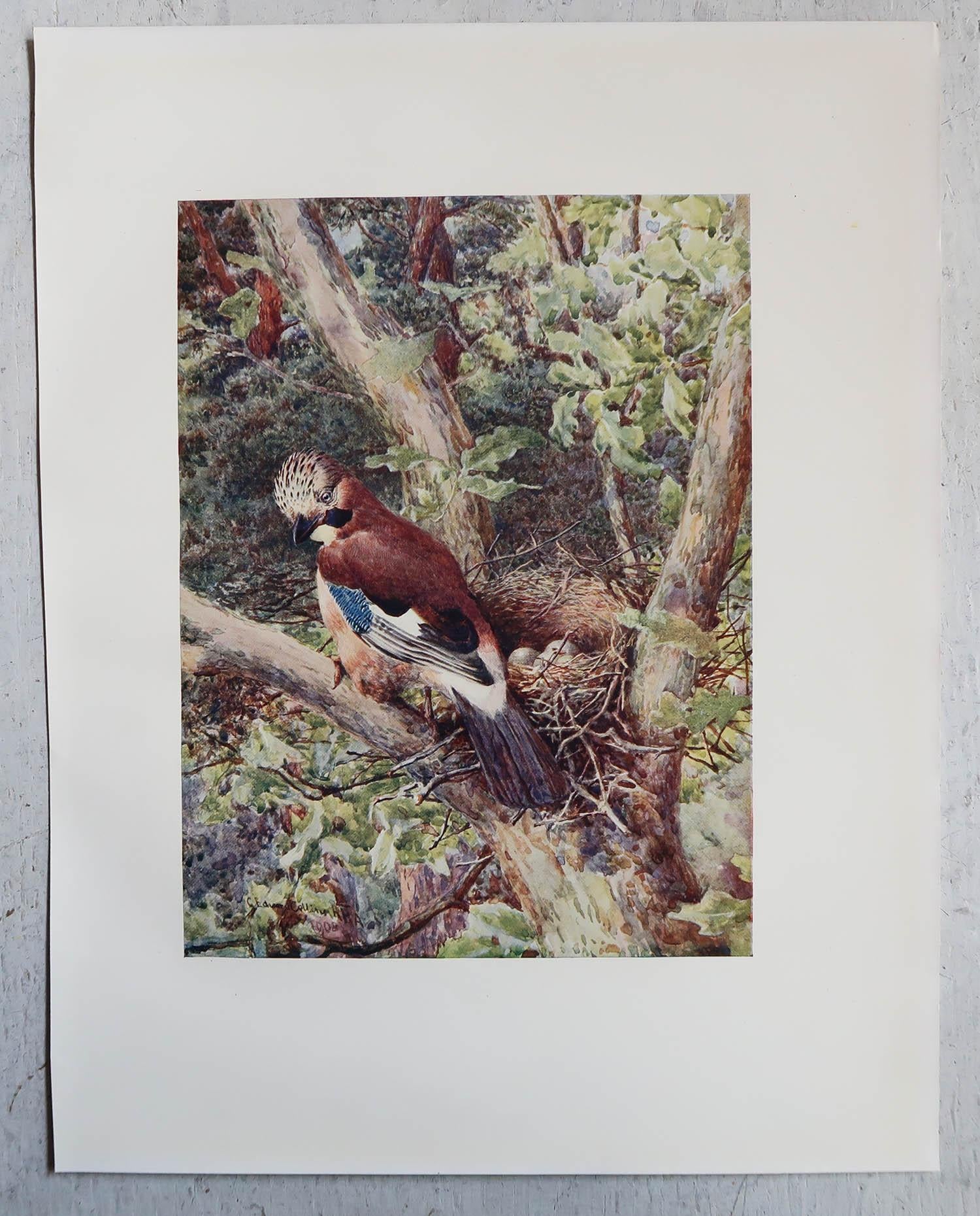 English Large Original Antique Print of a Jay After G.E Collins, C.1910 For Sale