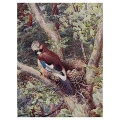 Large Original Antique Print of a Jay After G.E Collins, C.1910