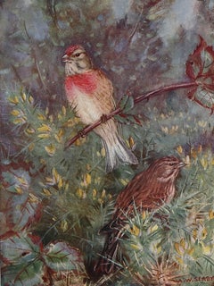 Large Original Antique Print of a Linnet After A.W Seaby, circa 1910