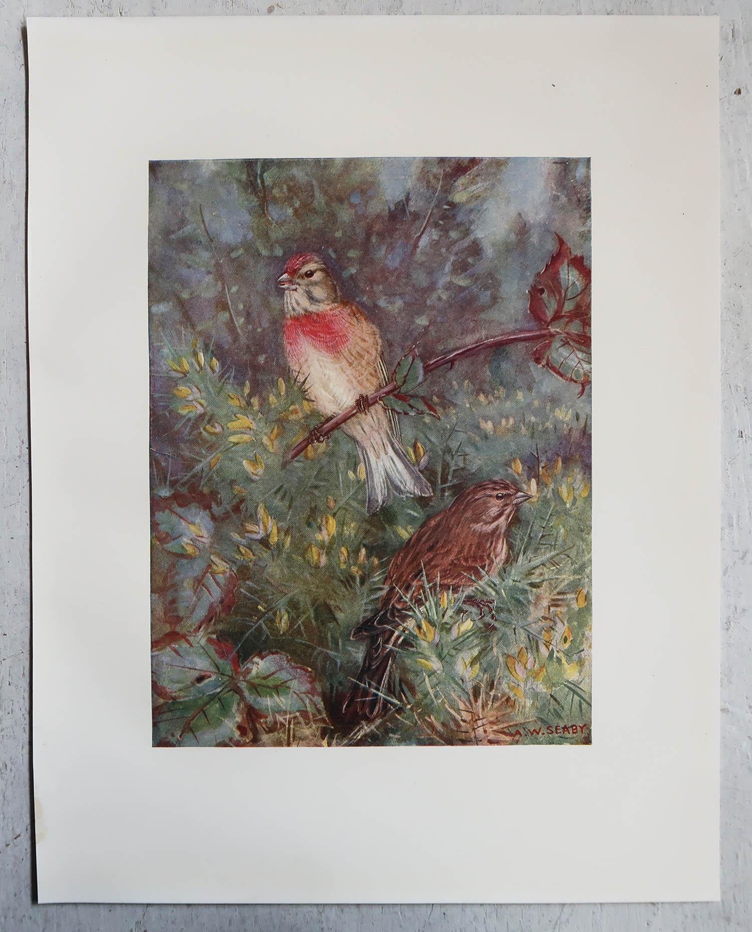 English Large Original Antique Print of a Linnet After A.W Seaby, circa 1910 For Sale