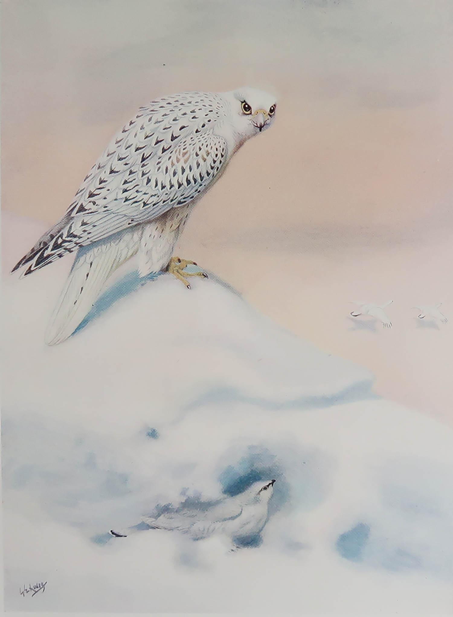 Great image of a ptarmigan

Unframed. It gives you the option of perhaps making a set up using your own choice of frames.

Published, circa 1910

The measurement given is the paper size

Free shipping.




