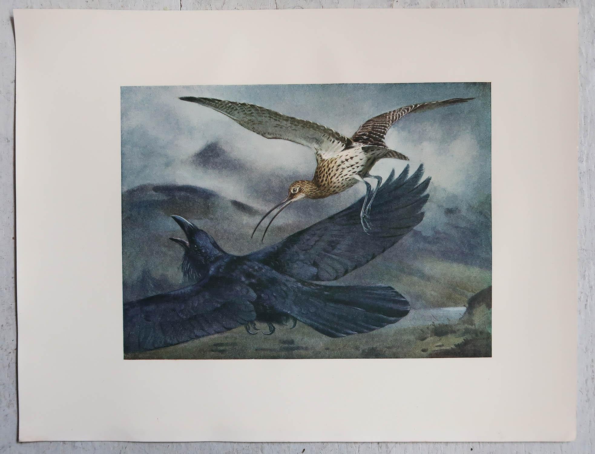 Edwardian Large Original Antique Print of a Raven After A.W Seaby, circa 1910 For Sale