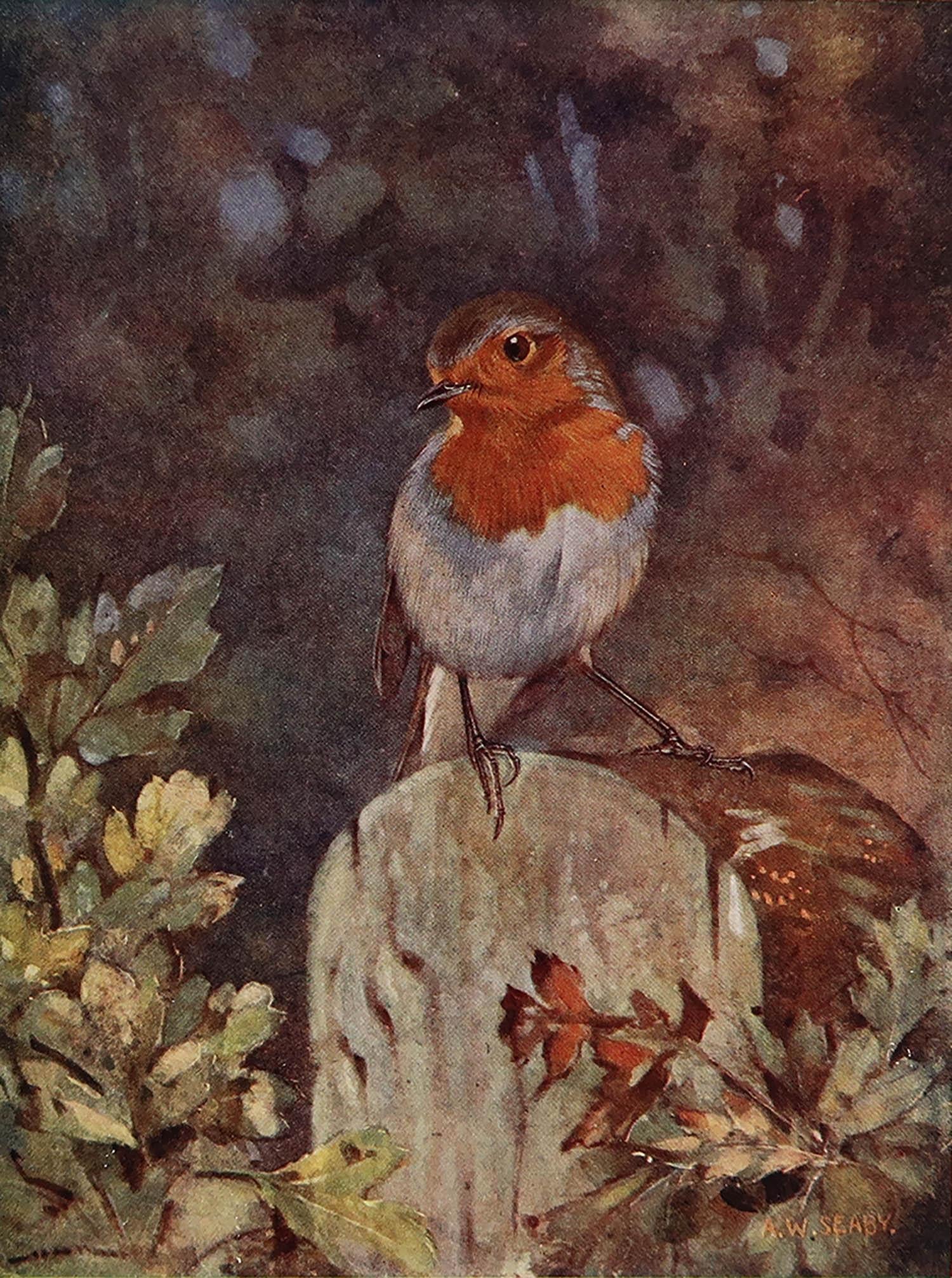 Great image of a robin

Unframed. It gives you the option of perhaps making a set up using your own choice of frames.

Published, circa 1910

The measurement given is the paper size






