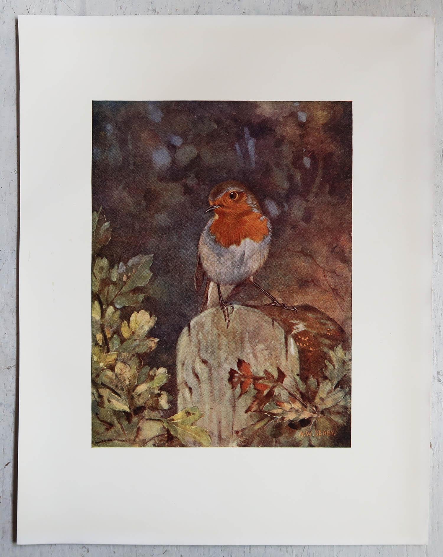 English Large Original Antique Print of a Robin After A.W Seaby, circa 1910