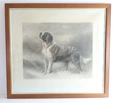Large Original Antique Print of A St Bernard Dog, Signed Maud Earl, 1898