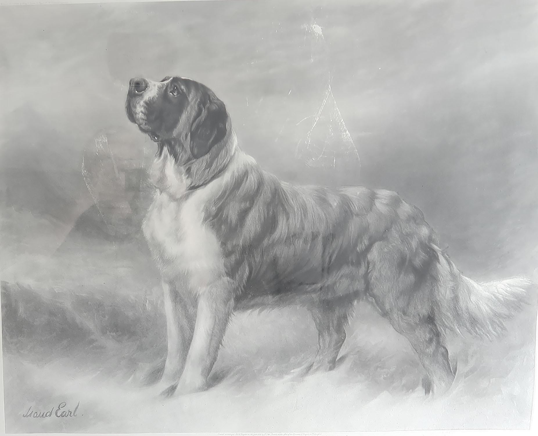 Großer Original-Antiquitätendruck eines St. Bernard-Hundes, signiert Maud Earl, 1898 (Volkskunst) im Angebot