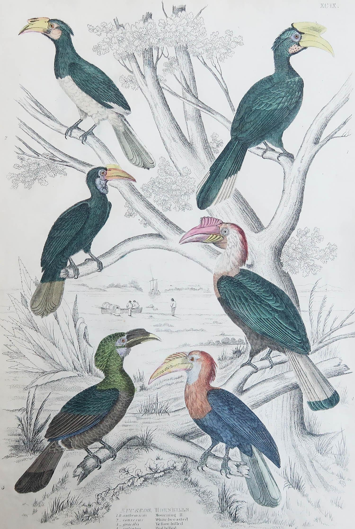 Great image of Hornbills

Unframed. It gives you the option of perhaps making a set up using your own choice of frames.

Lithograph after Cpt. Brown with original hand color.

Published circa 1835

Free shipping.





