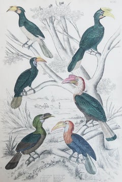 Large Original Antique Print of Hornbills, circa 1835