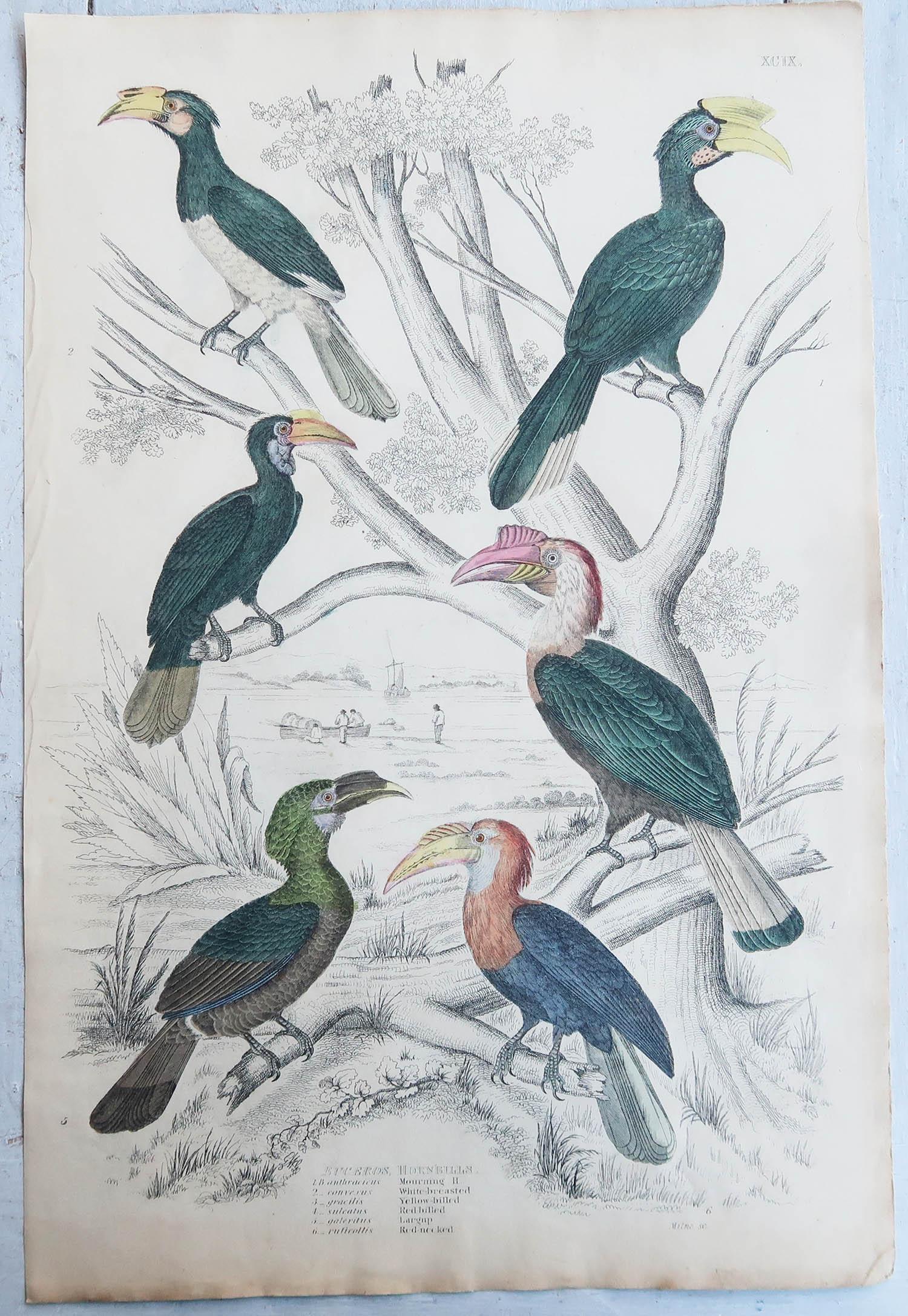 Folk Art Large Original Antique Print of Hornbills, circa 1835 For Sale