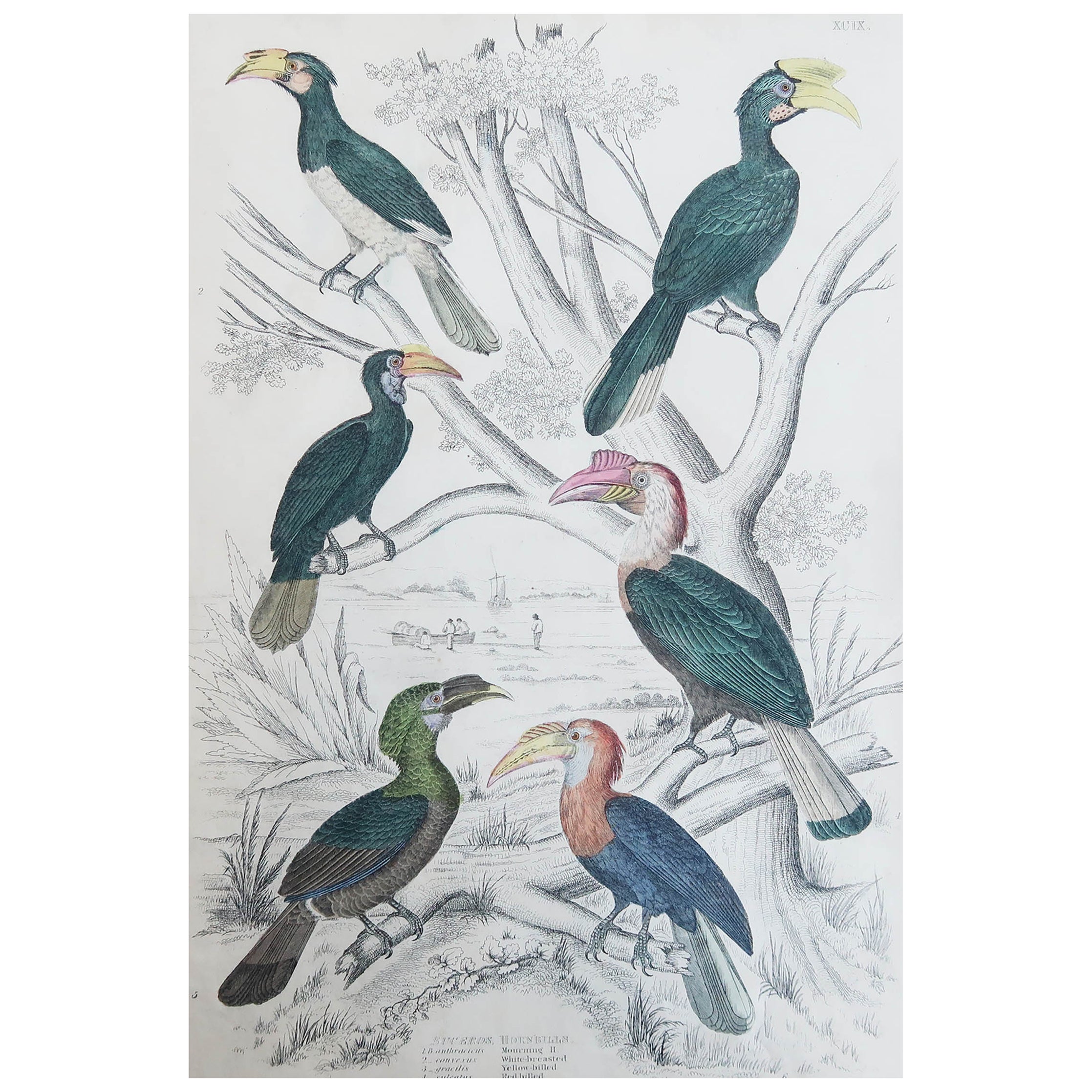 Großer antiker Originaldruck von Hornbillen, um 1835