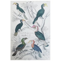 Grande impression ancienne d'origine de cornes de bœuf, vers 1835