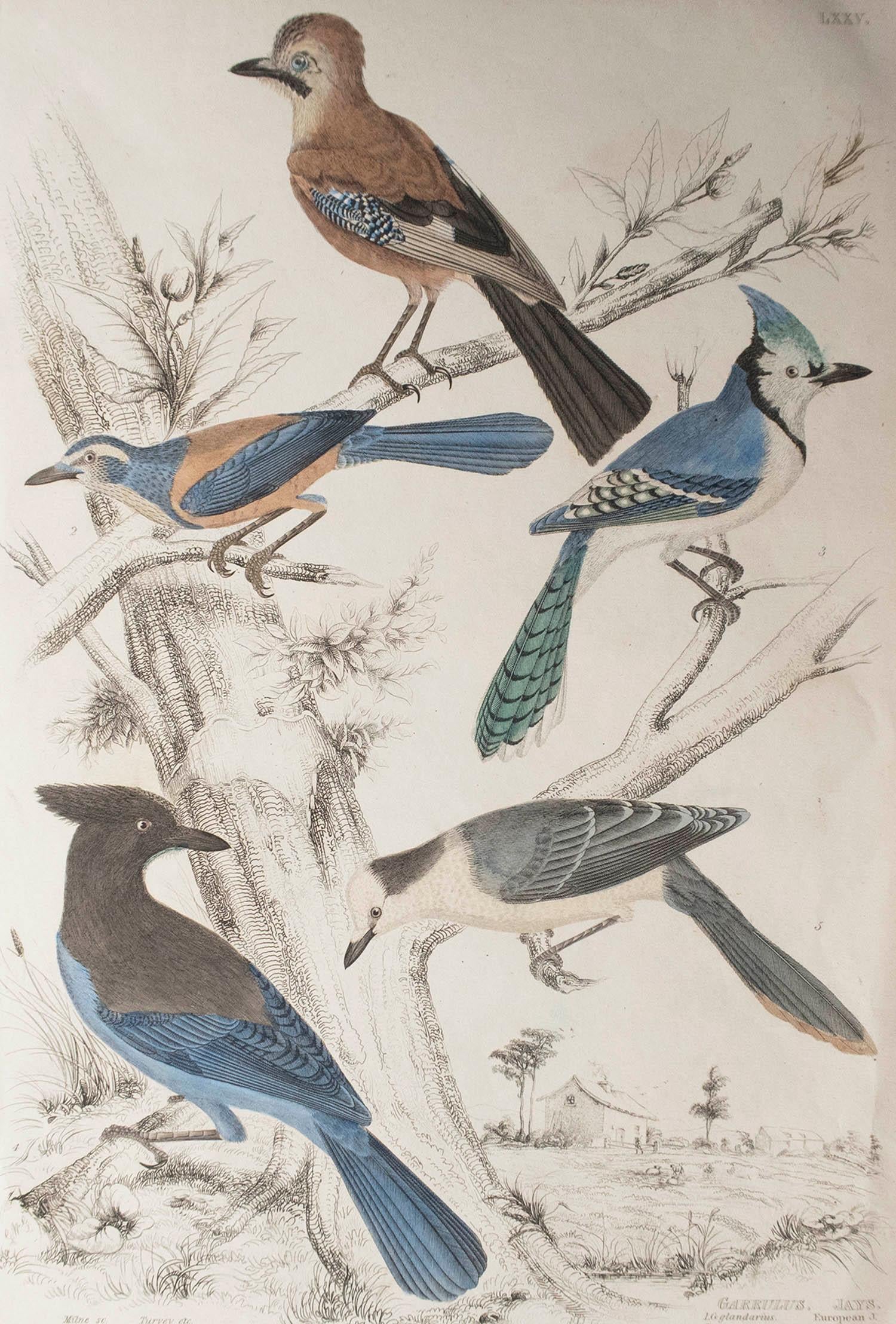 Great image of Jays

Unframed. It gives you the option of perhaps making a set up using your own choice of frames.

Lithograph after Cpt. Brown with original hand color.

Published circa 1835.




