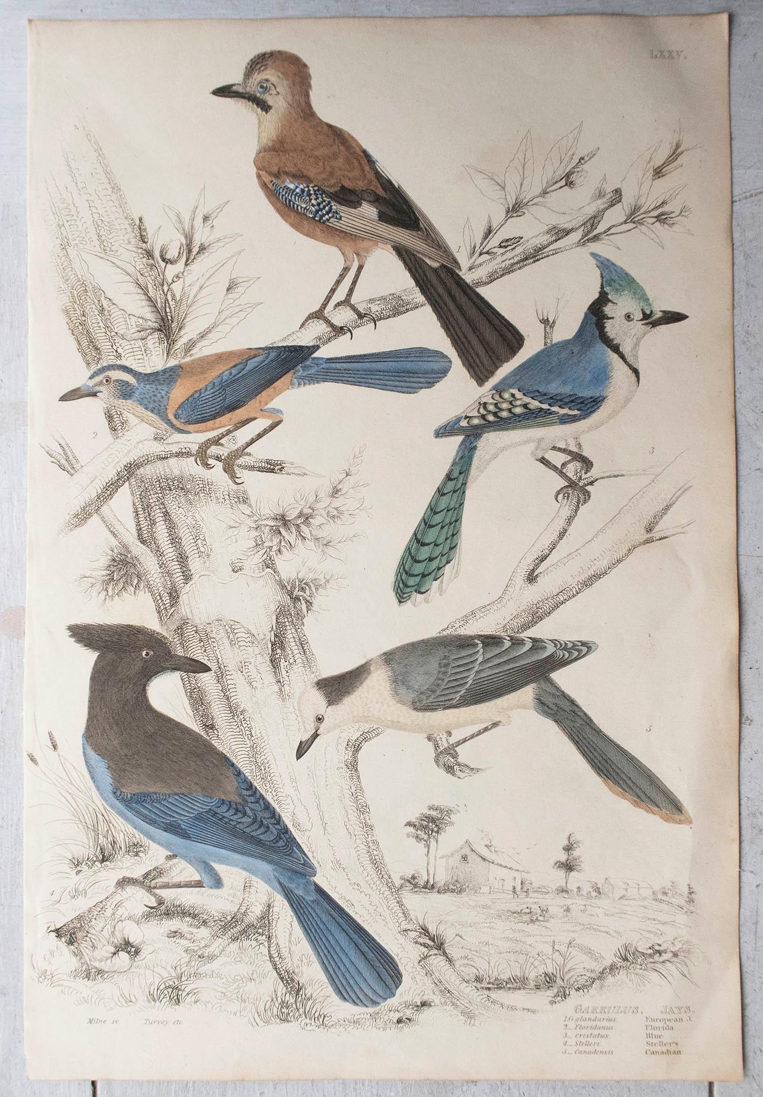 Folk Art Large Original Antique Print of Jays, circa 1835 For Sale