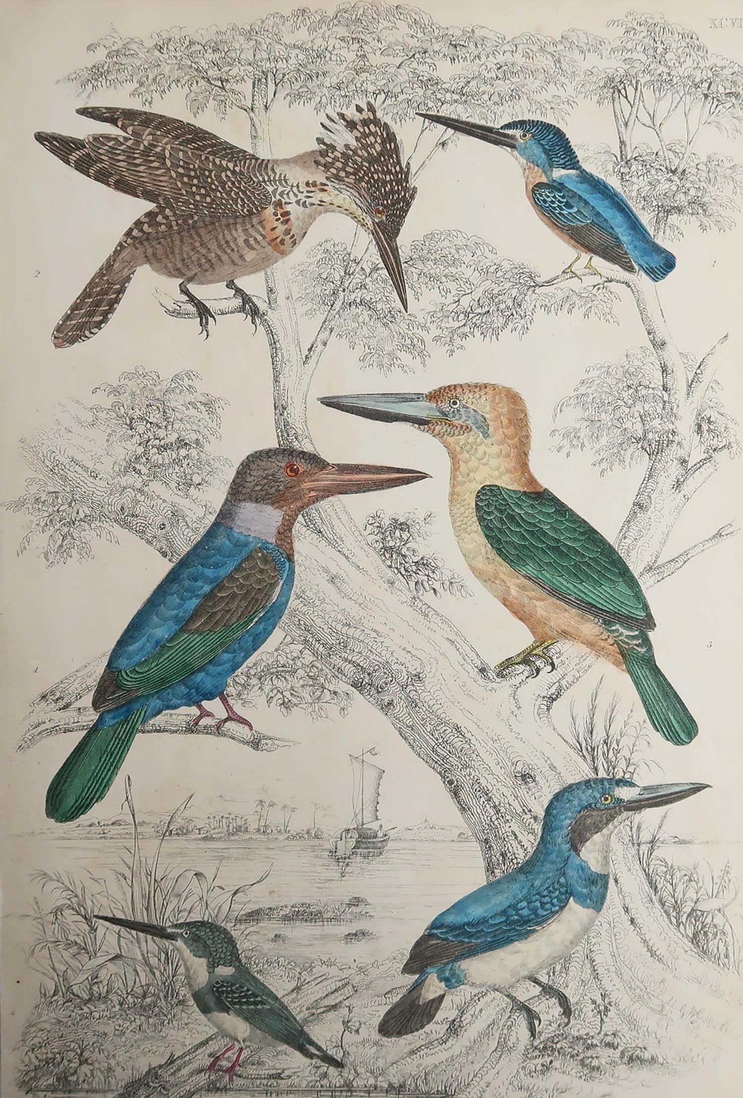 Great image of Kingfishers

Unframed. It gives you the option of perhaps making a set up using your own choice of frames.

Lithograph after Cpt. Brown with original hand color.

Published circa 1835.




