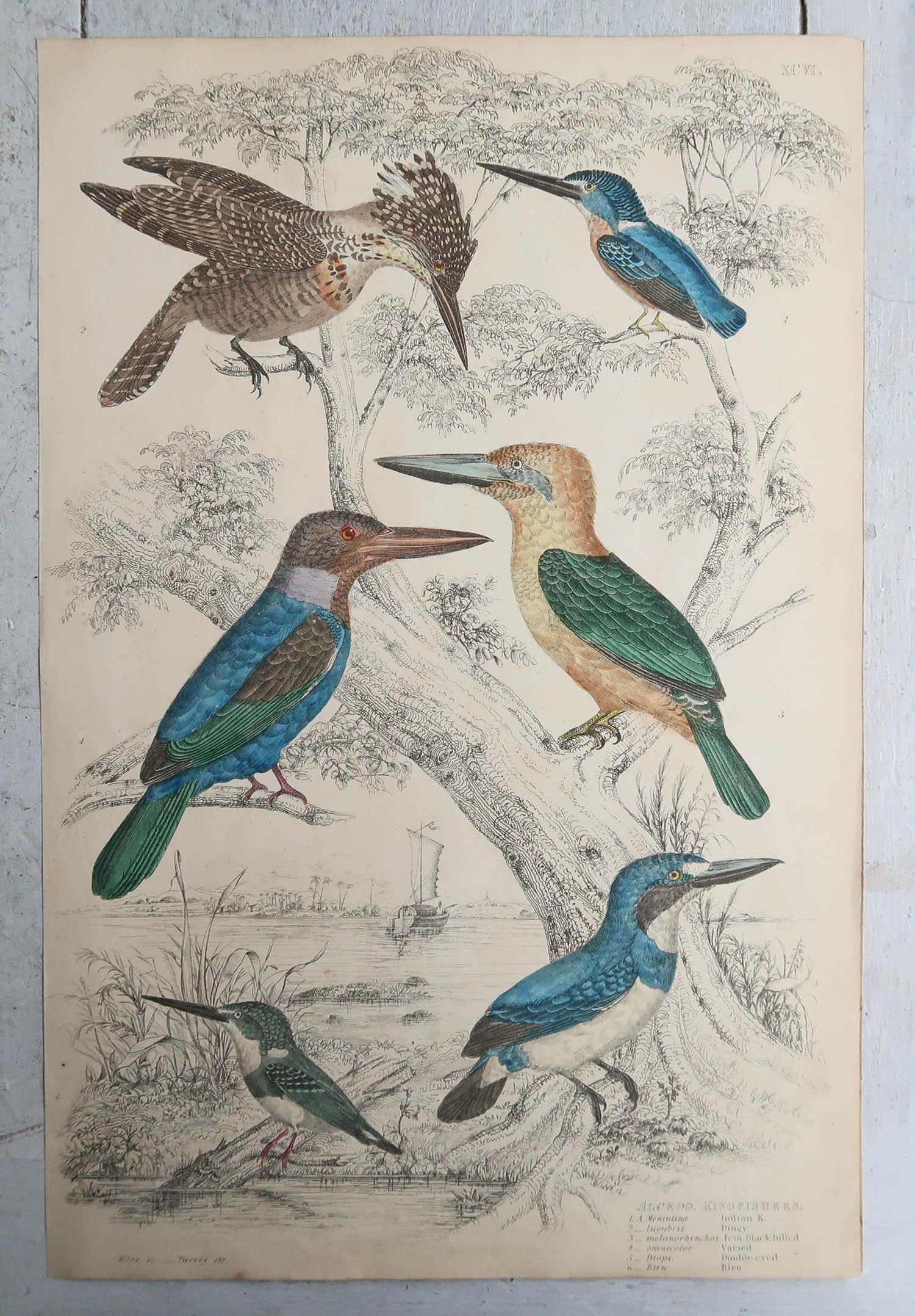 Folk Art Large Original Antique Print of Kingfishers, circa 1835 For Sale