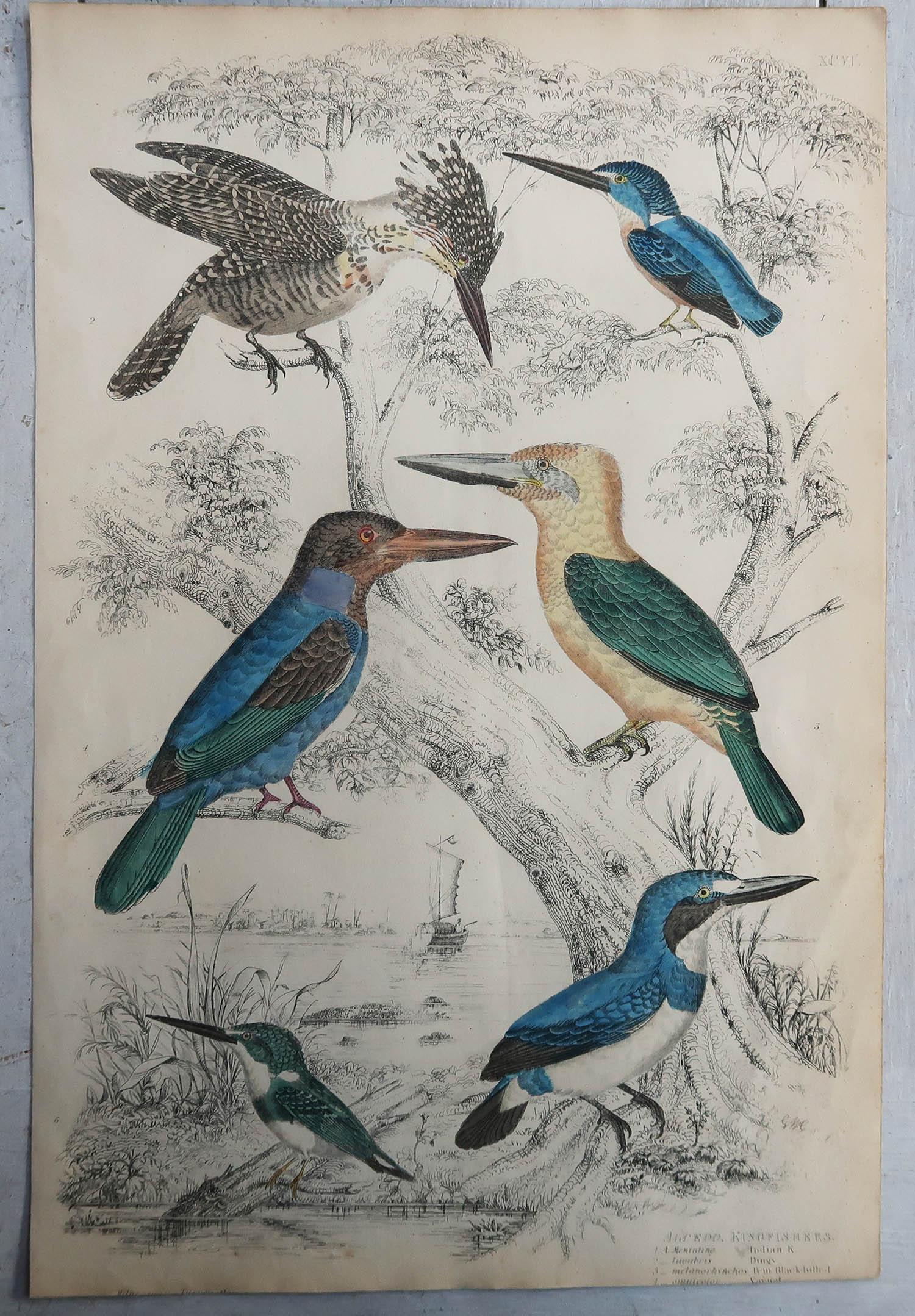 English Large Original Antique Print of Kingfishers, circa 1835 For Sale