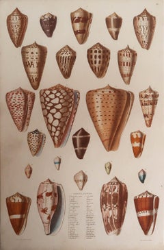Large Original Antique Print of Shells, C.1835