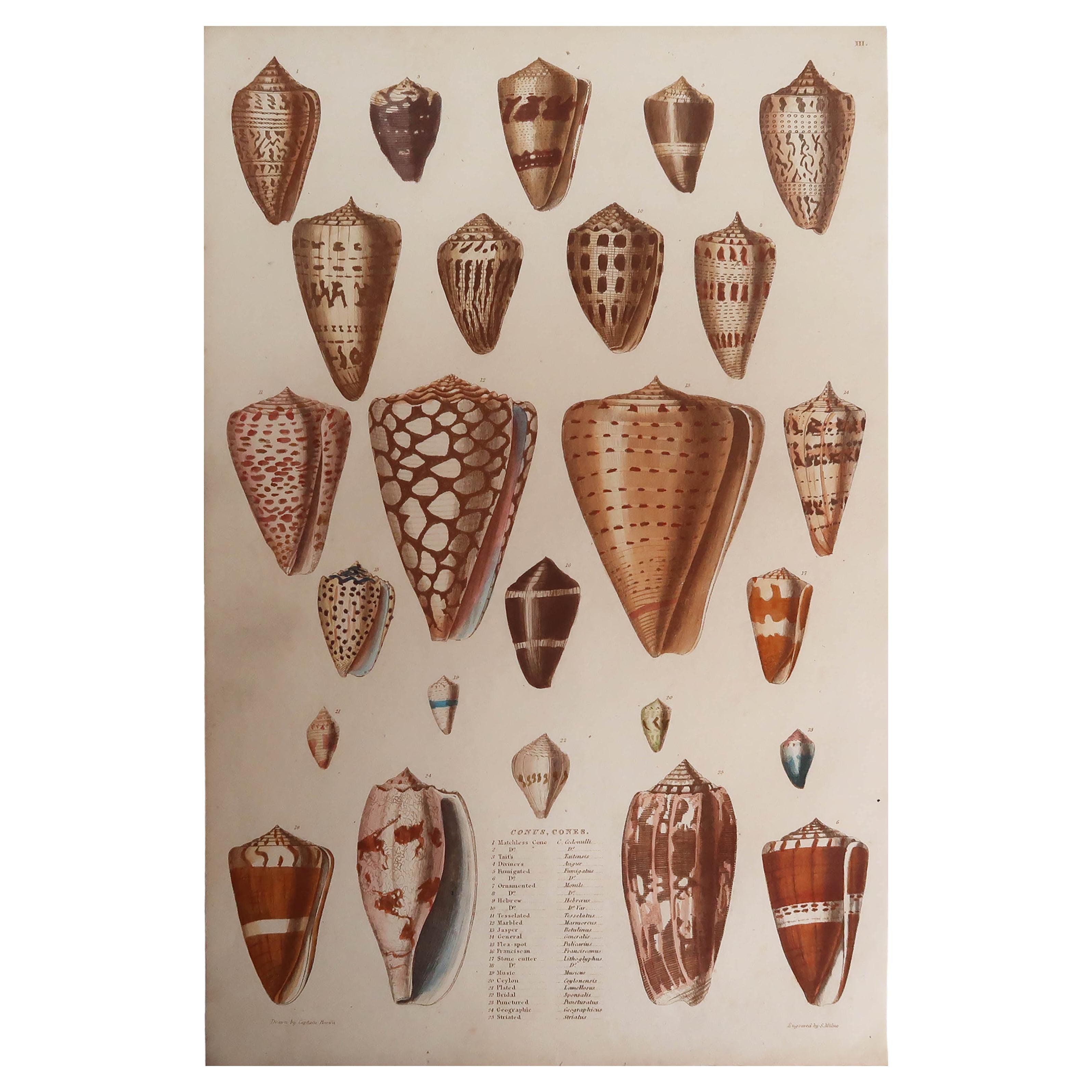 Large Original Antique Print of Shells, C.1835