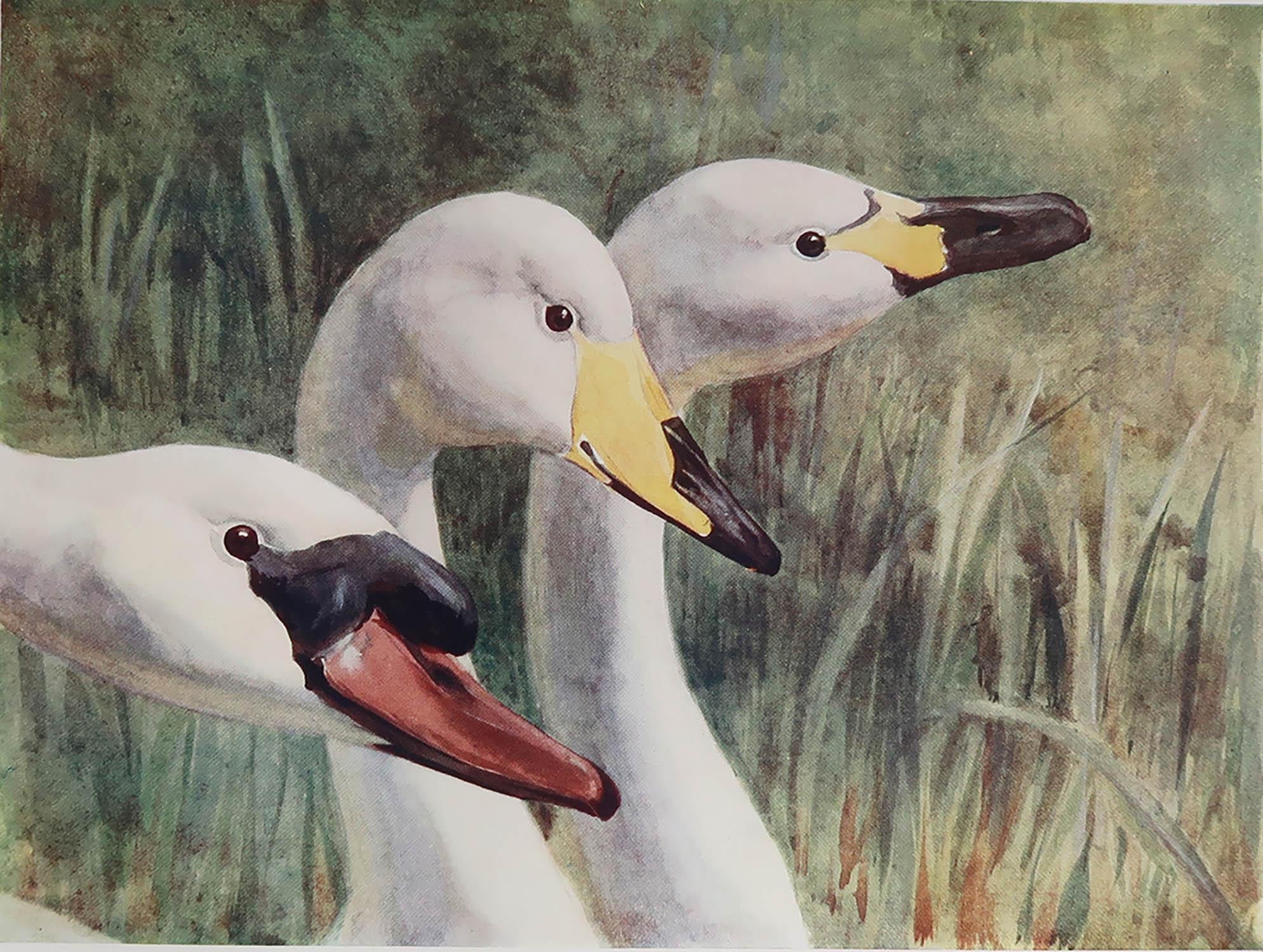 Great image of swans

Unframed. It gives you the option of perhaps making a set up using your own choice of frames.

Published, circa 1910

The measurement given is the paper size.

    




