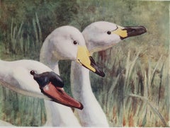 Large Original Antique Print of Swans after G.E Collins, C.1910