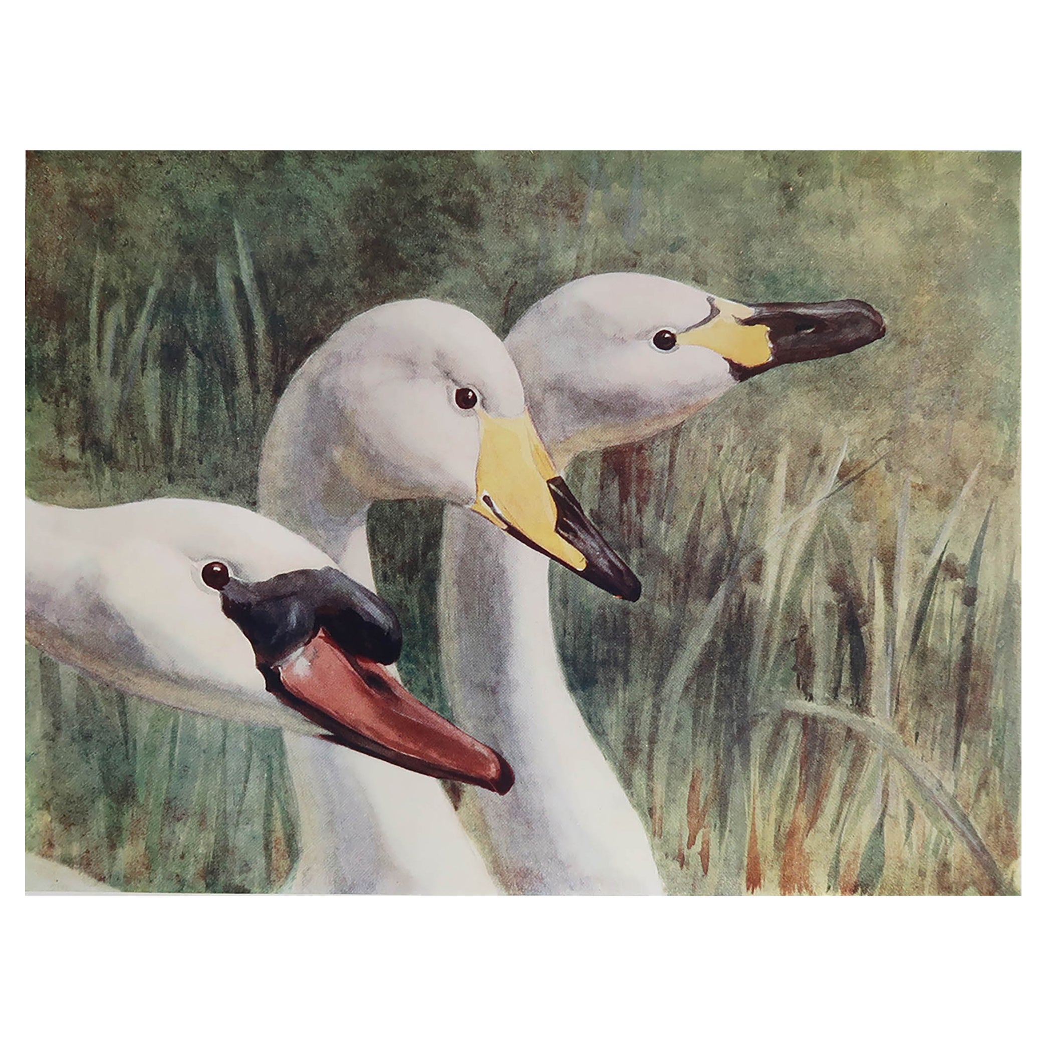 Large Original Antique Print of Swans after G.E Collins, C.1910