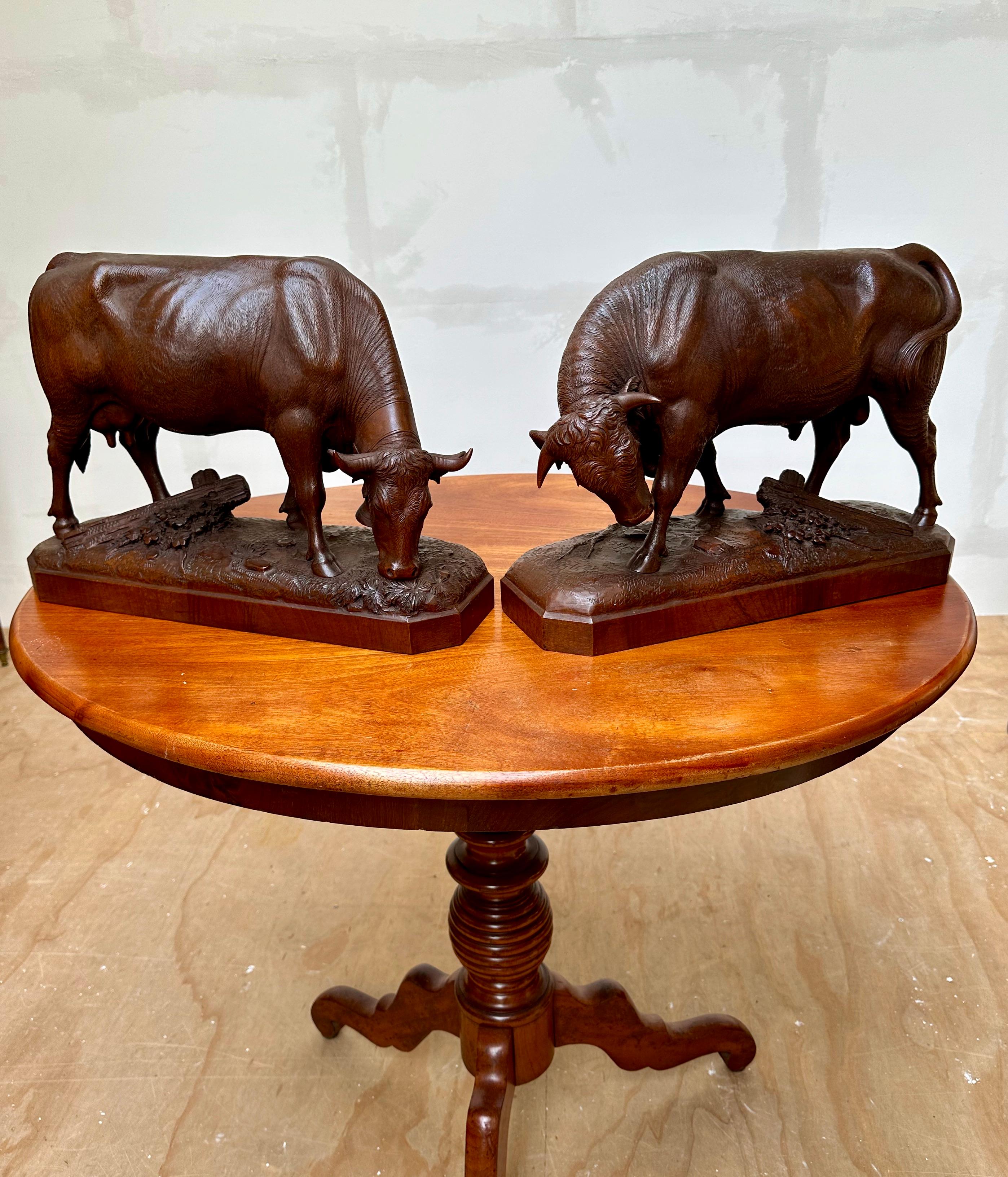 19th Century Large Pair & Finest Quality, Antique Nutwood Swiss Black Forest Bull and Cow