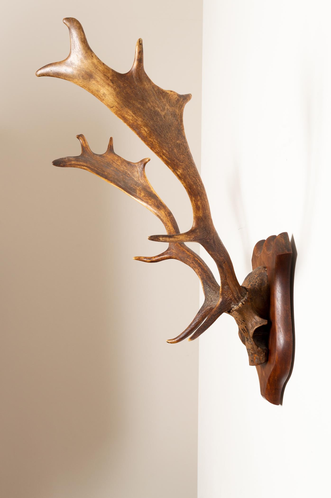 Large Pair of Antique Deer Antlers Mahogany Mounted, England, 1915 1