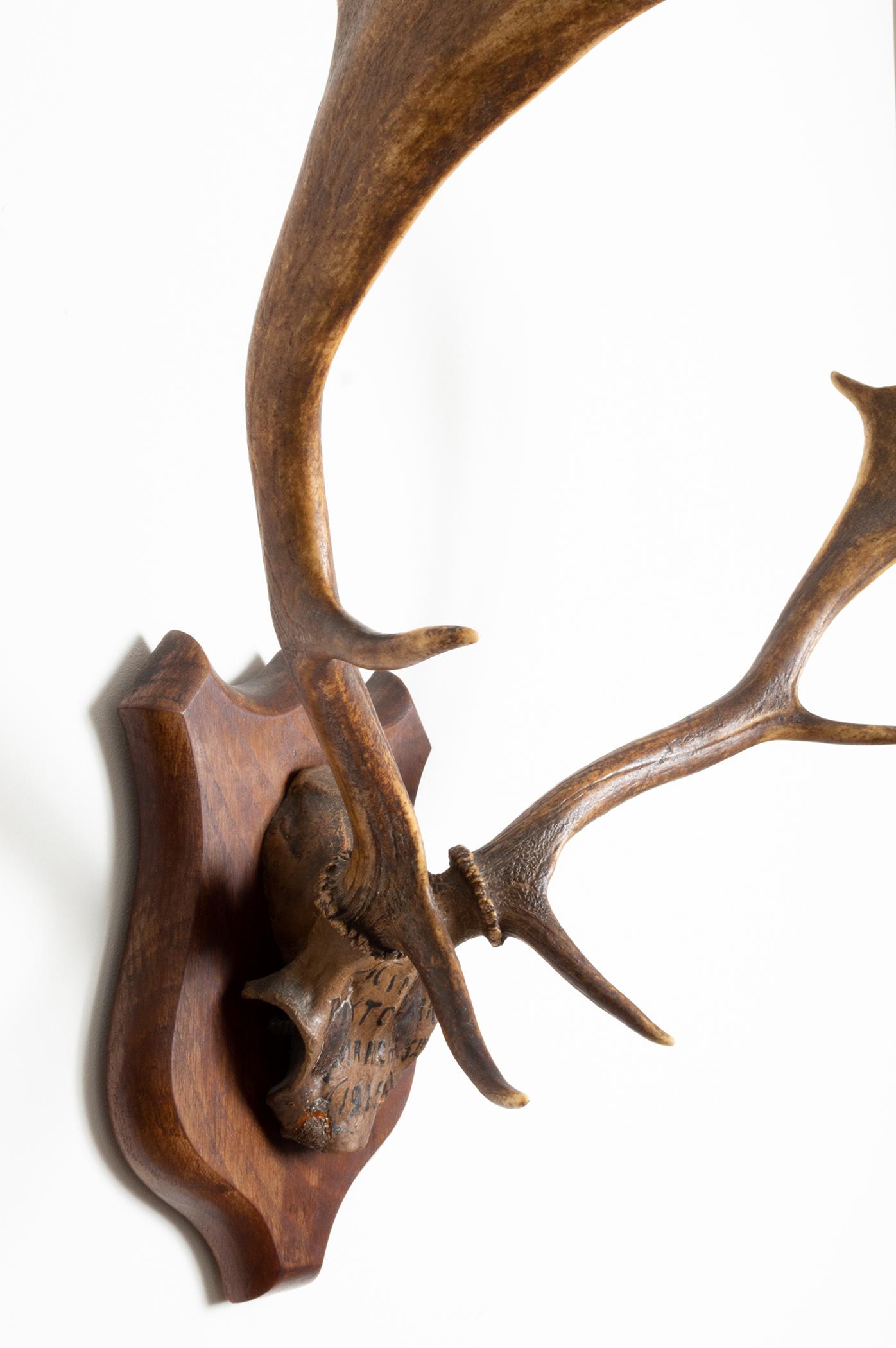 Large Pair of Antique Deer Antlers Mahogany Mounted, England, 1915 3