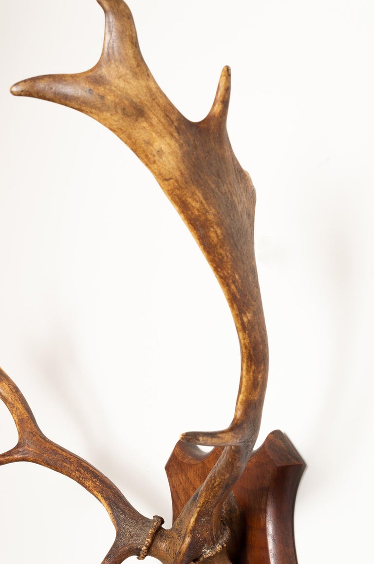 Large Pair of Antique Deer Antlers Mahogany Mounted, England, 1915 For