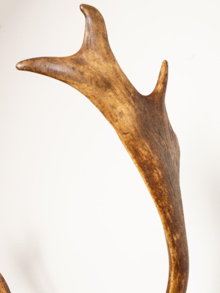 Large Pair of Antique Deer Antlers Mahogany Mounted, England, 1915 For