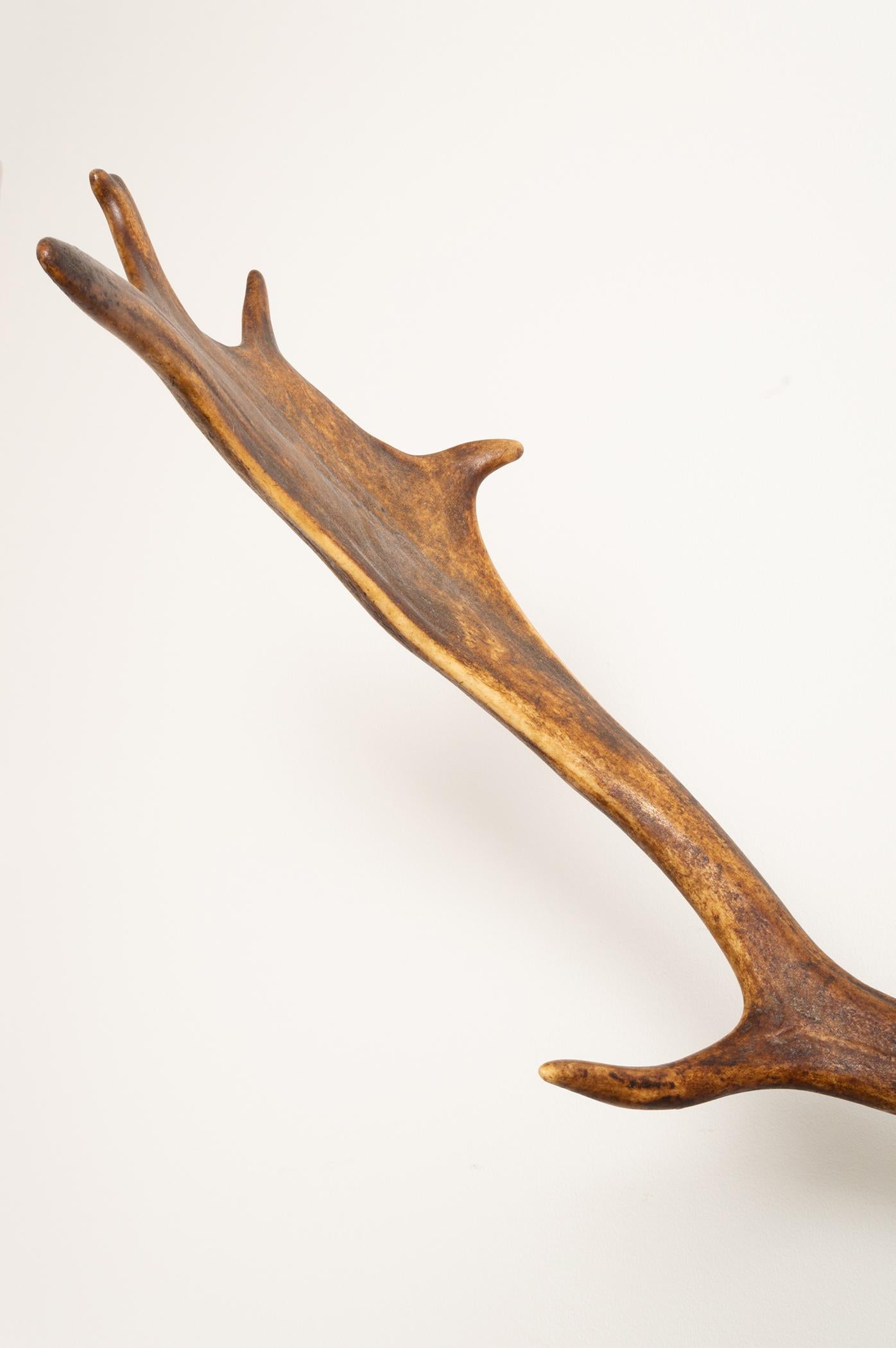Early 20th Century Large Pair of Antique Deer Antlers Mahogany Mounted, England, 1915