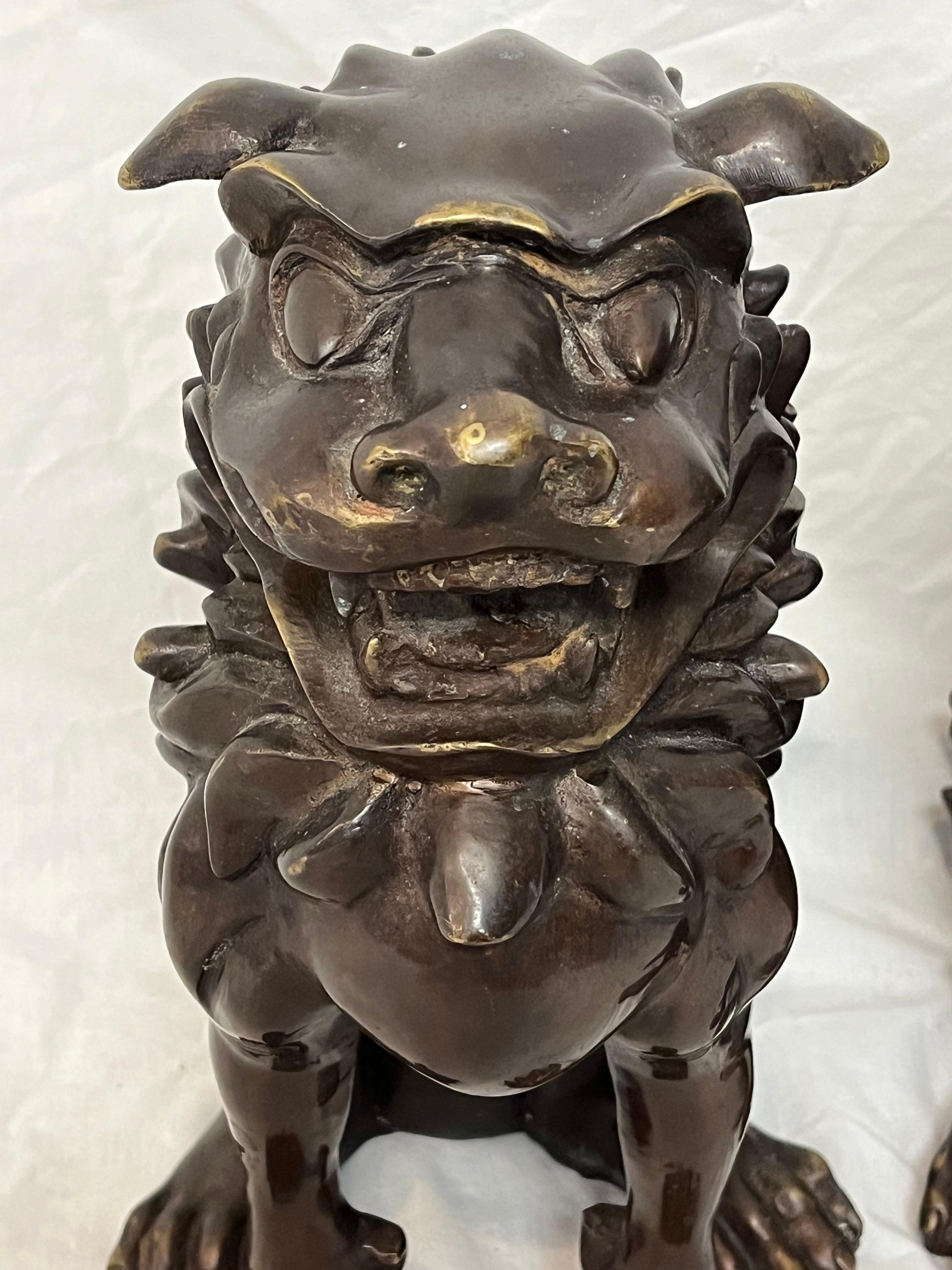 Large Pair of Bronze Lionized Shih Tzus Foo Dogs 20th Century Asian Sculptures For Sale 7