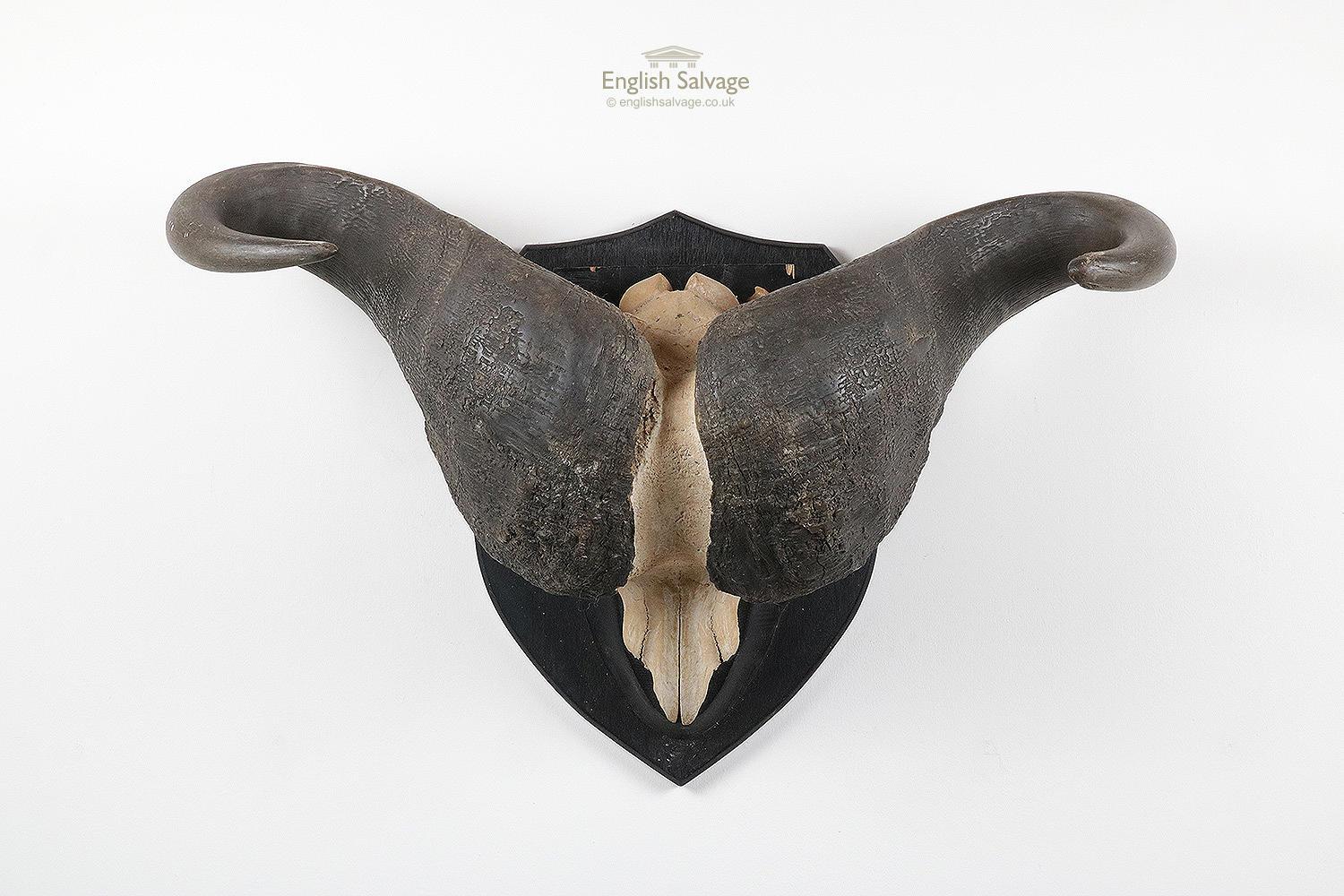 Imposing pair of cape buffalo horns and skull mounted on a shield or wall plaque. A real statement piece for the home or in a bar perhaps. Some marks and scuffs but appears in good order.