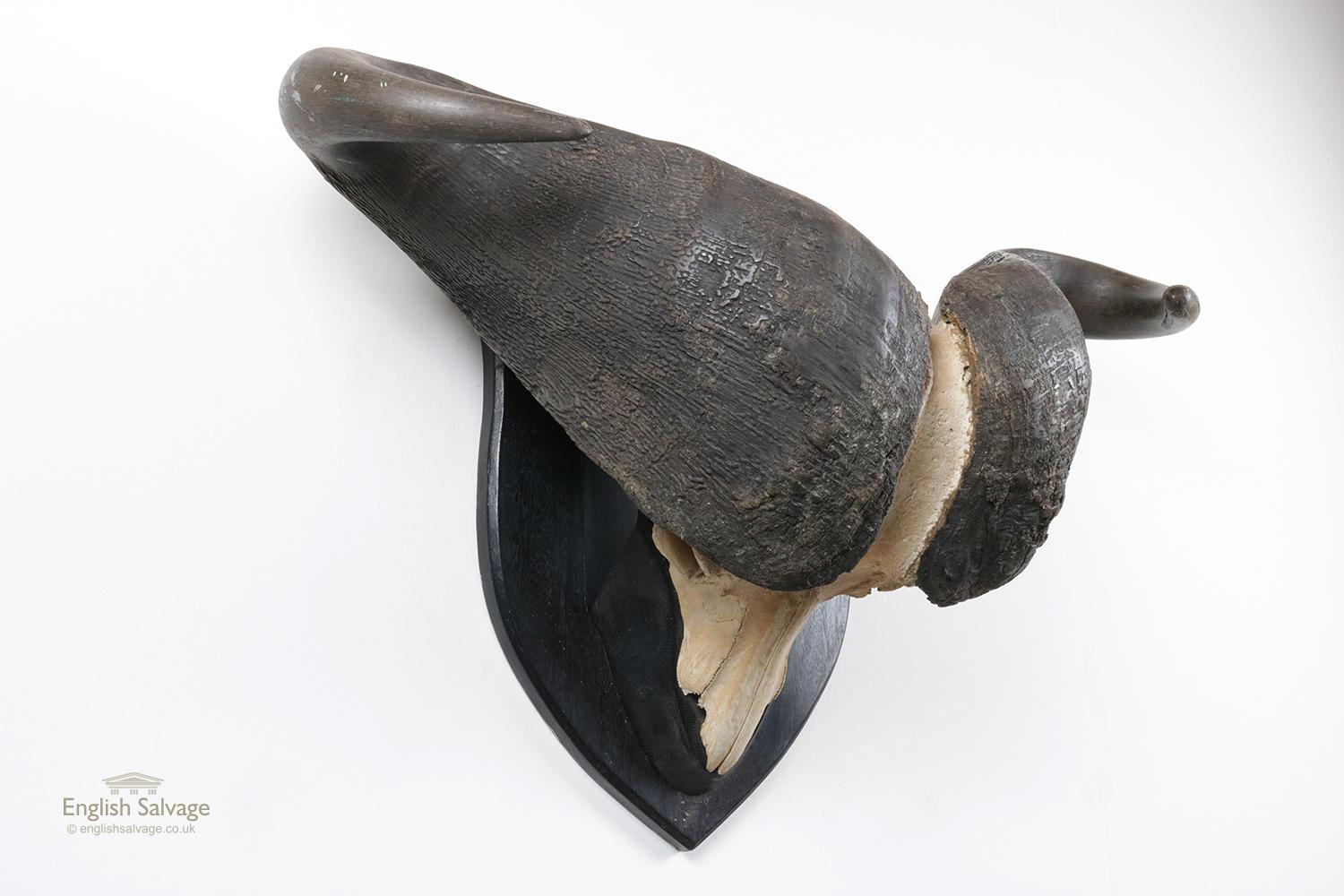 African Large Pair of Cape Buffalo Horns on Plaque, 20th Century For Sale