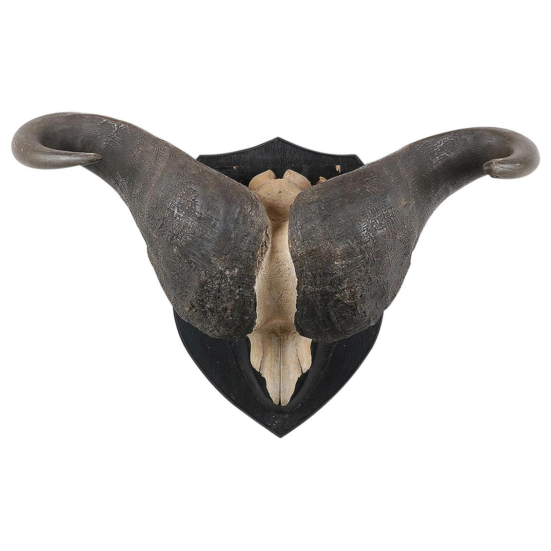Large Pair of Cape Buffalo Horns on Plaque, 20th Century For Sale