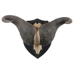 Large Pair of Cape Buffalo Horns on Plaque, 20th Century