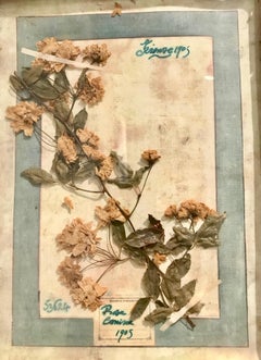 Large Pair of Framed Florentine Dried Botanicals '#1', circa 1905