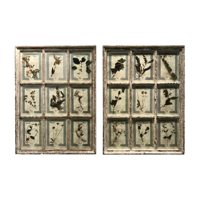 Large Pair of Framed Florentine Dried Botanicals '#1', circa 1905 For Sale