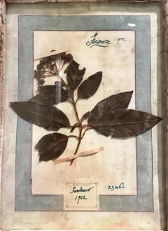 Large Pair of Framed Florentine Dried Botanicals '#2', circa 1905