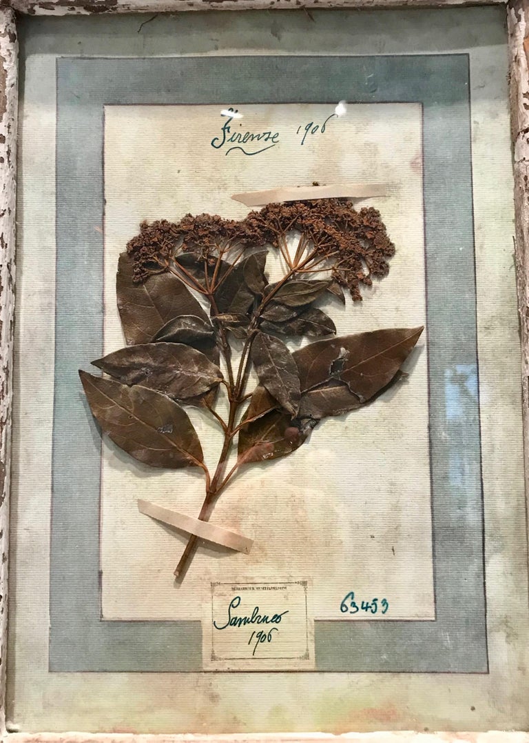 Large Pair of Framed Florentine Dried Botanicals '#3', circa 1905 For Sale 4