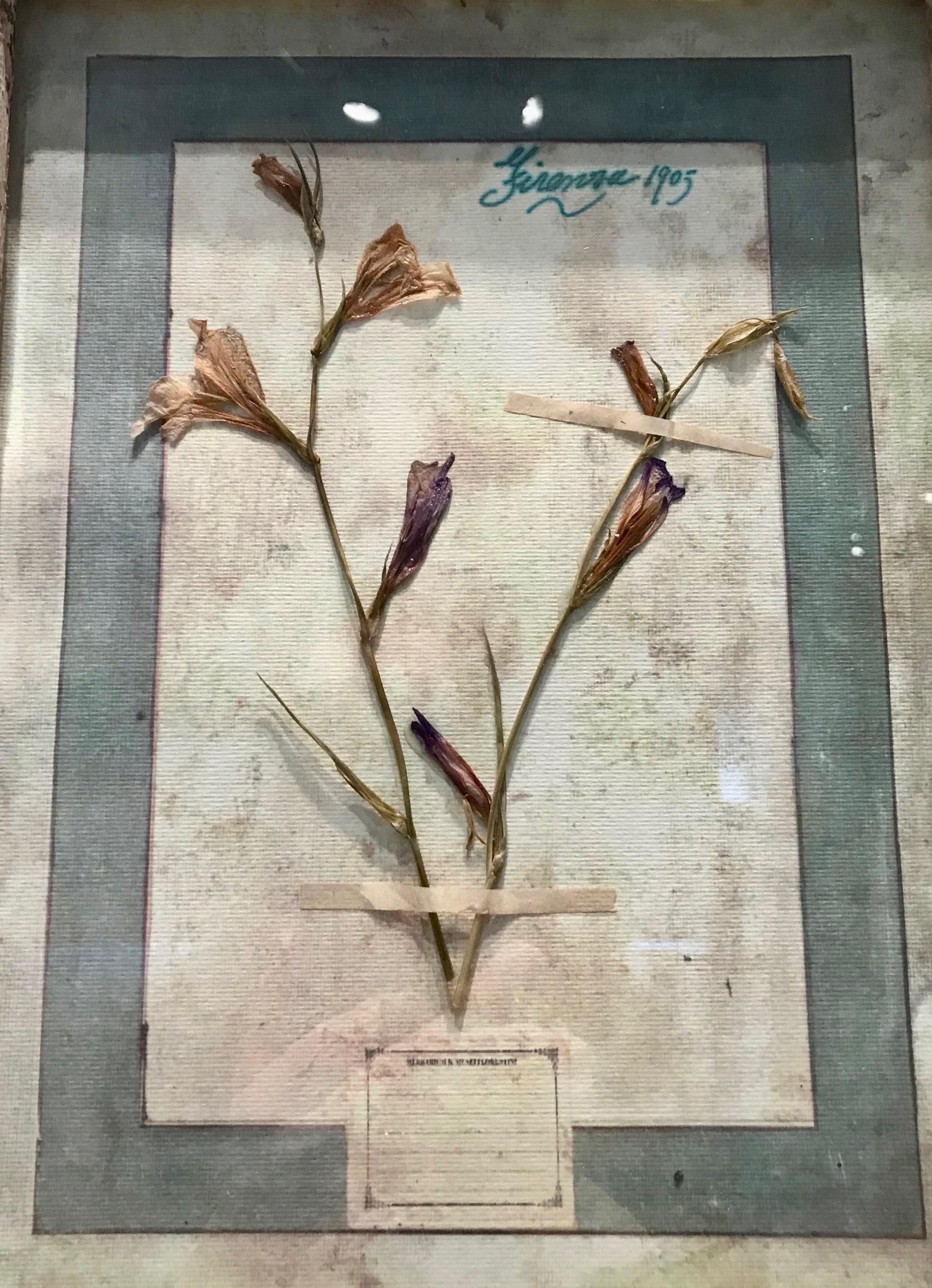 Large Framed Florentine Dried Botanicals '#3', circa 1905 For Sale 9