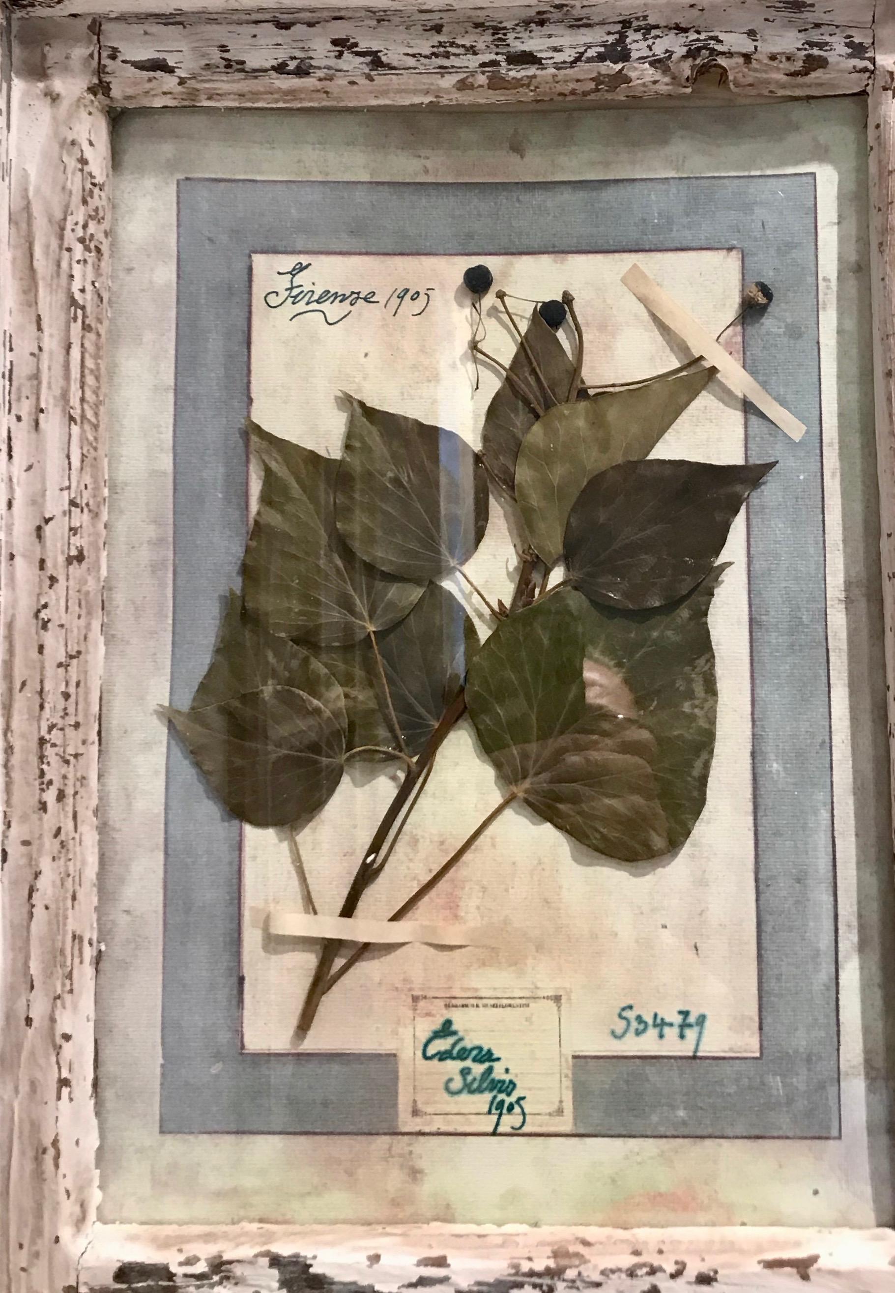 We had three pairs of these large Florentine dried botanicals, but one of this pair has sold and so only the one with the slightly-compromised corner is available (hence the low price). All are identically framed and they make a powerful statement
