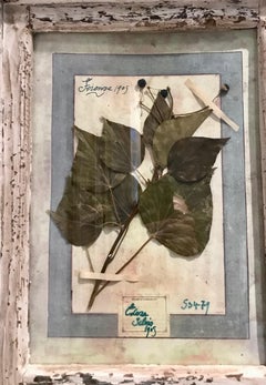 Large Framed Florentine Dried Botanicals '#3', circa 1905