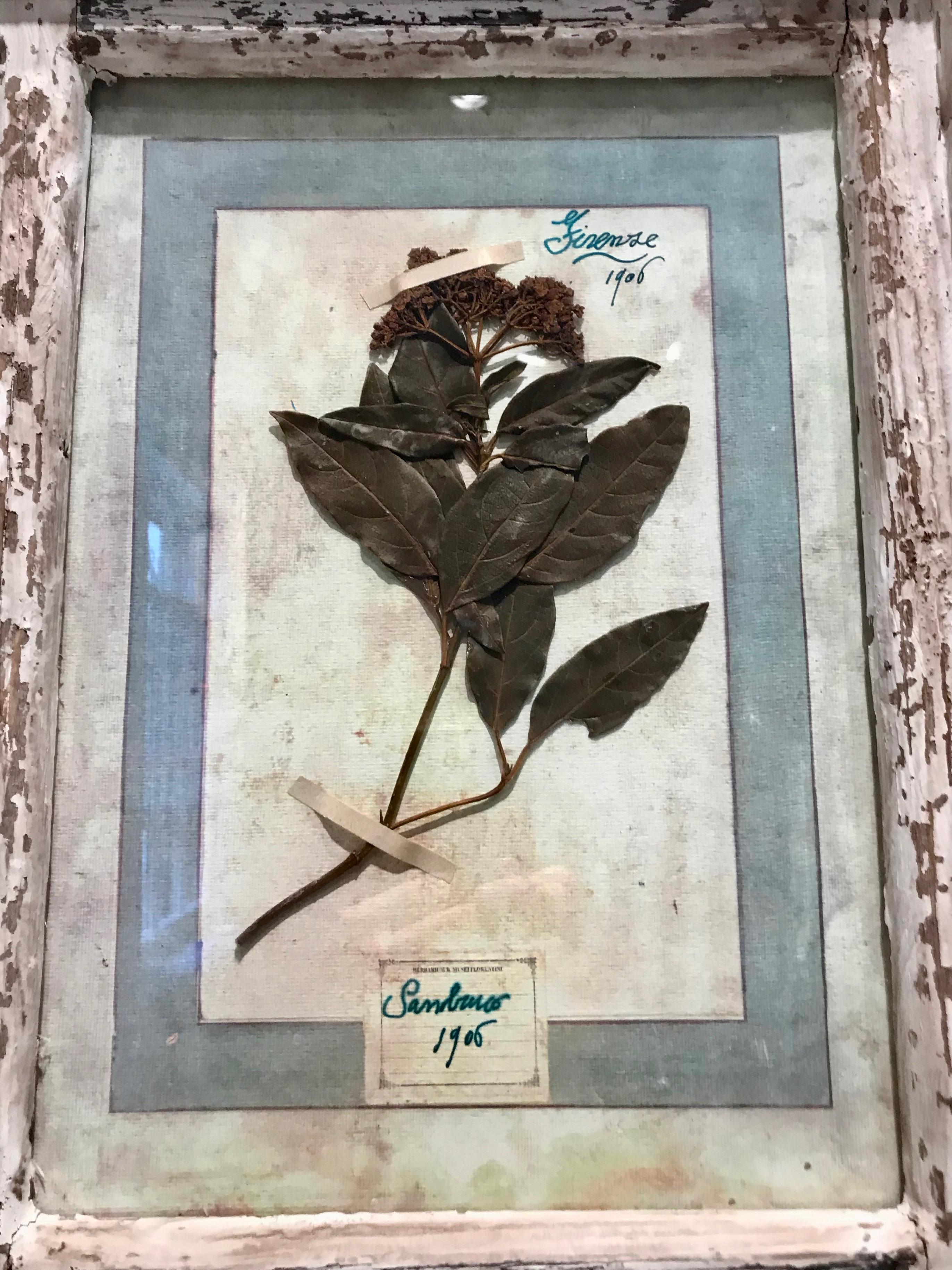 Hand-Crafted Large Framed Florentine Dried Botanicals '#3', circa 1905 For Sale