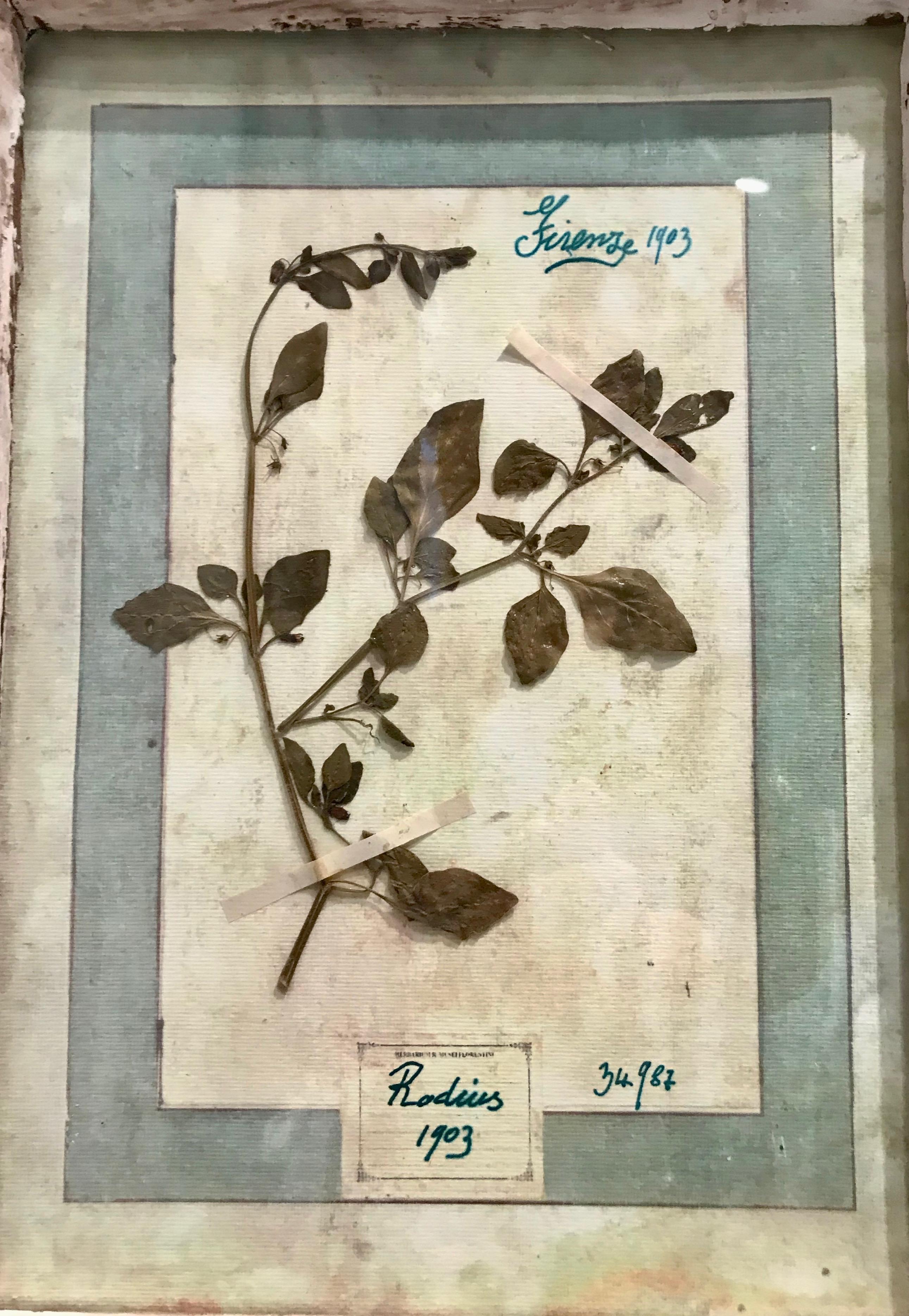 Large Framed Florentine Dried Botanicals '#3', circa 1905 In Good Condition For Sale In Woodbury, CT