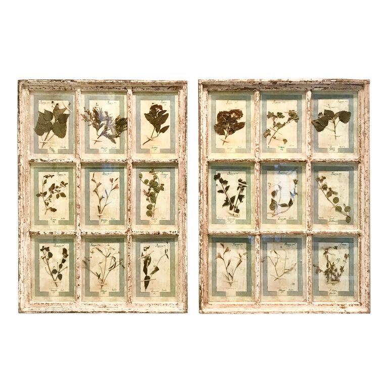 Large Pair of Framed Florentine Dried Botanicals '#3', circa 1905 For Sale