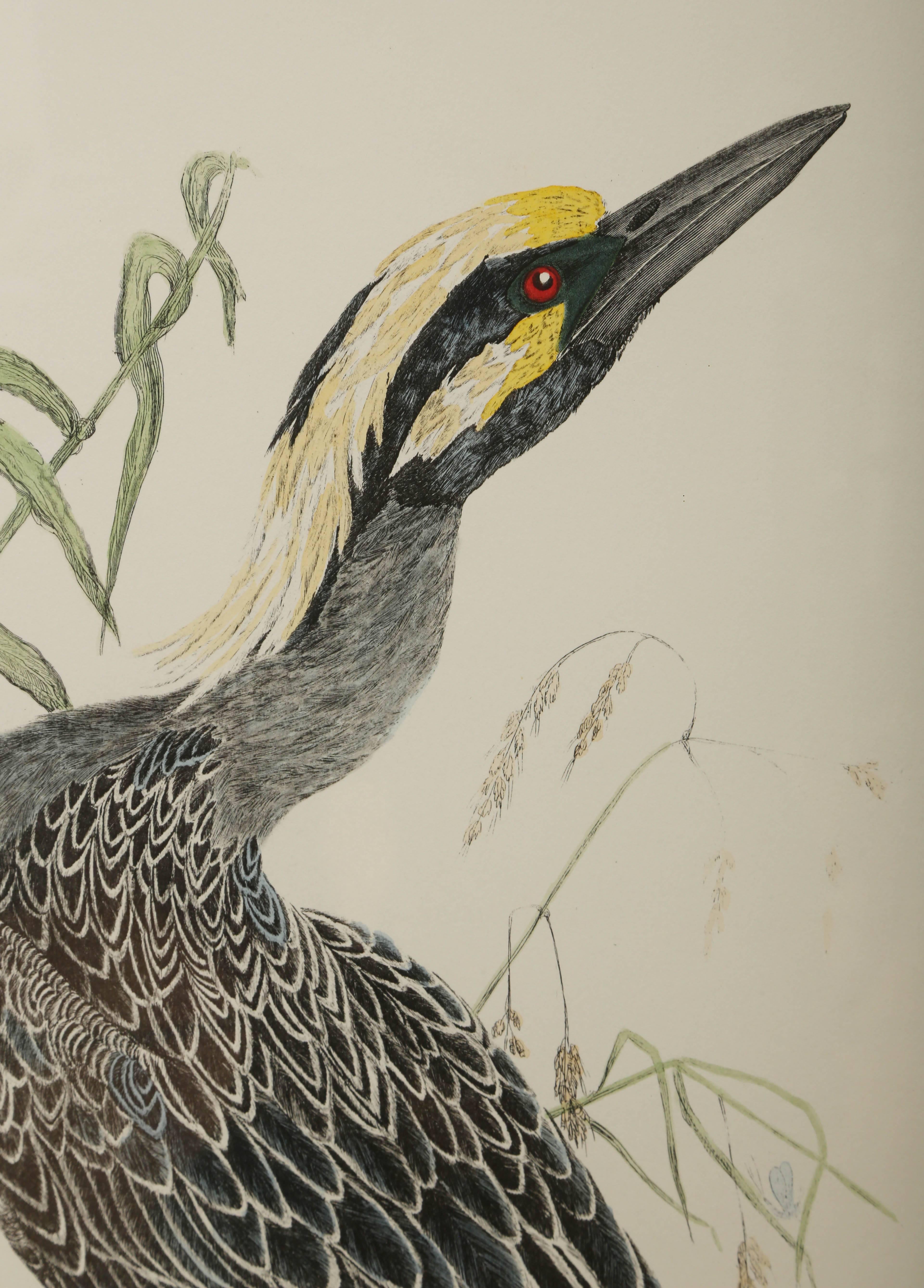 Sehr dekoratives Paar großformatiger handkolorierter gegensätzlicher Vogeldrucke. Wunderschön gerahmt und mit Passepartout. Es handelt sich um qualitativ hochwertige Reproduktionen der Originalstiche aus dem 19.