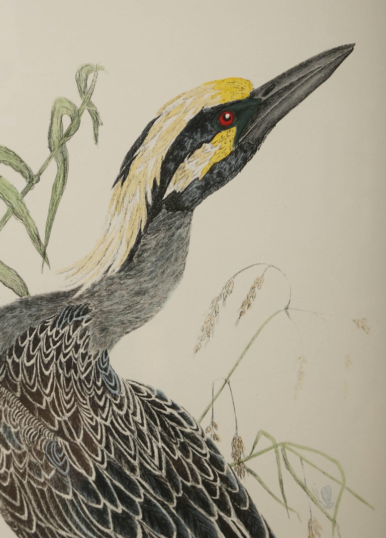 Antique bird print 1870 Bird Original Antique Engraving Birds engraving