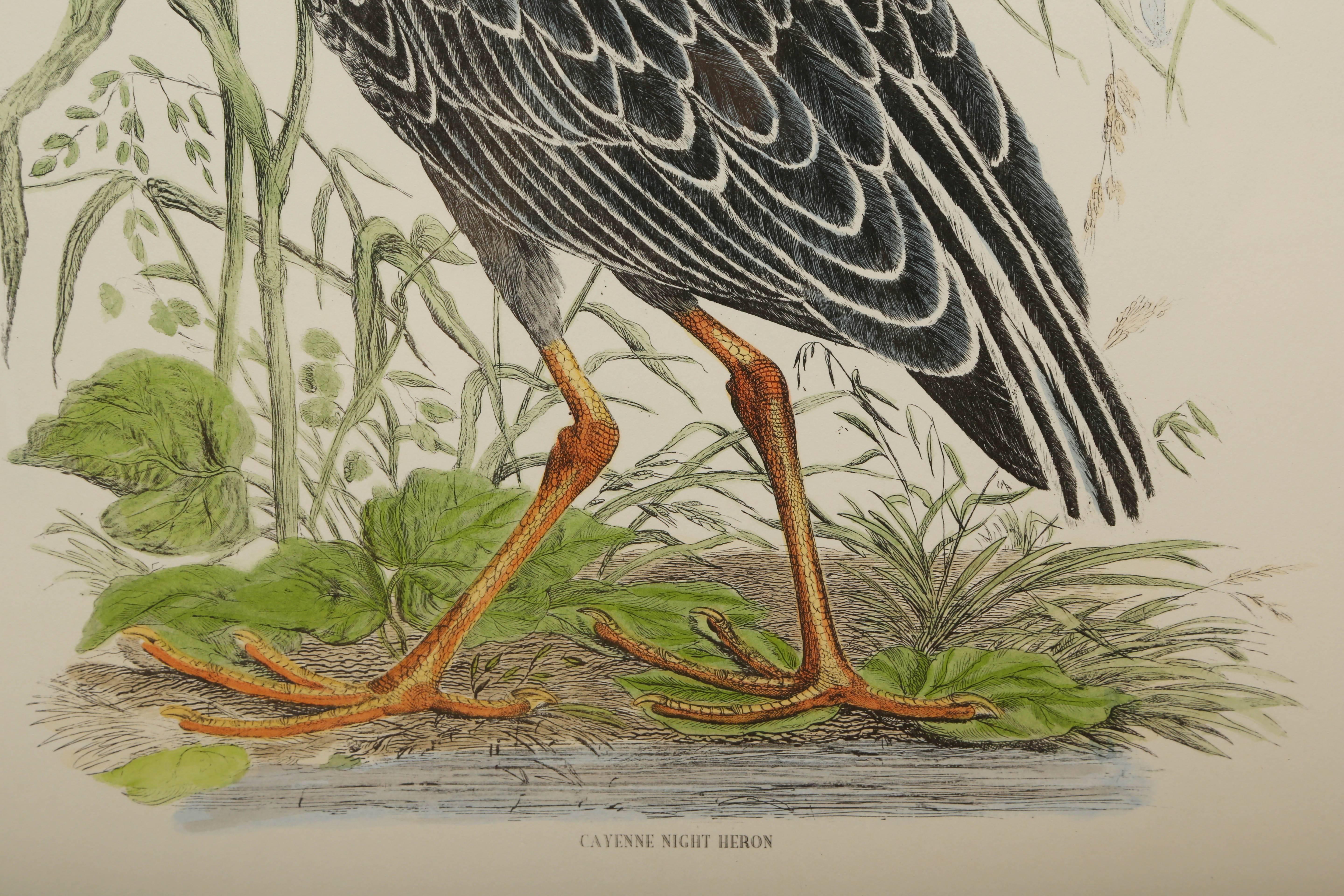 Großes Paar handkolorierter Vogeldrucke im Zustand „Gut“ in West Palm Beach, FL